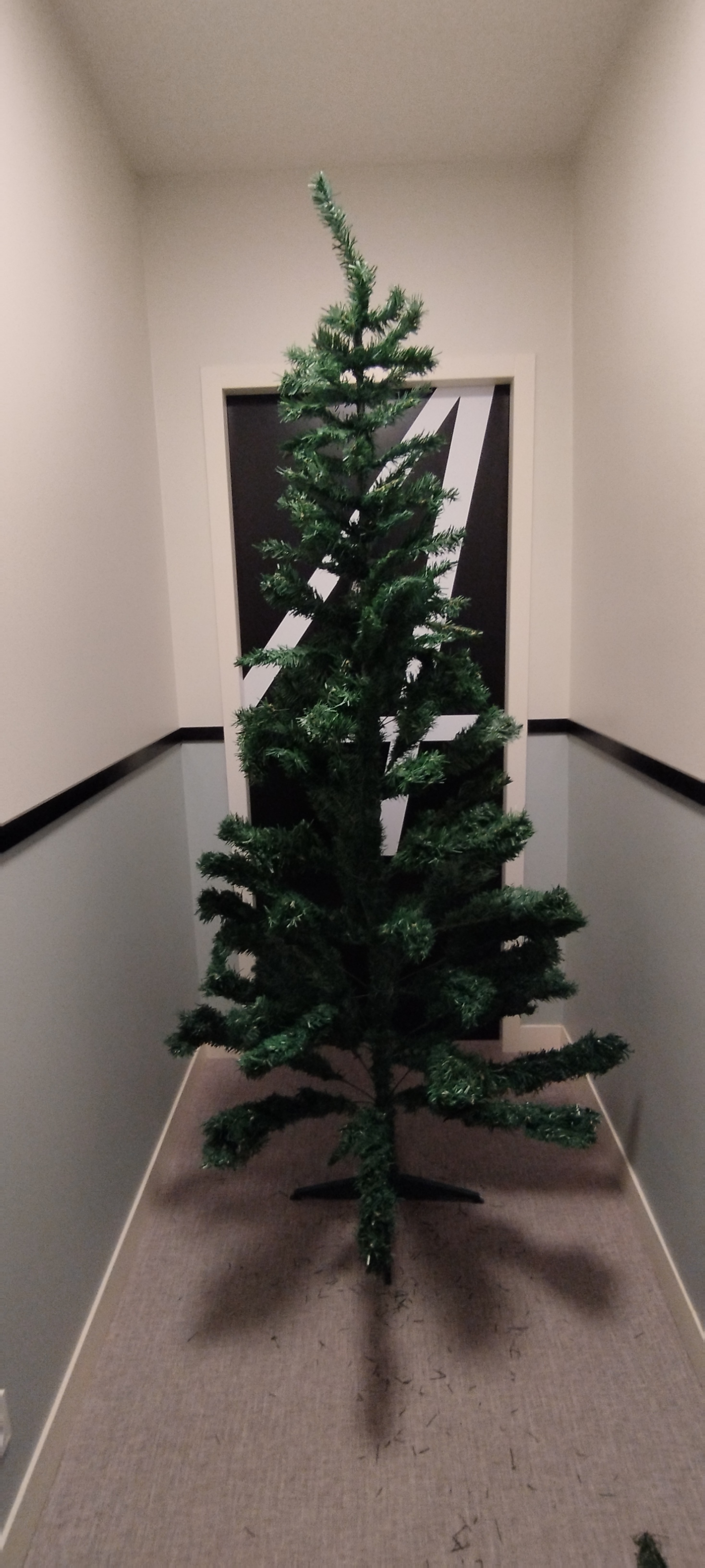 Sapin vert